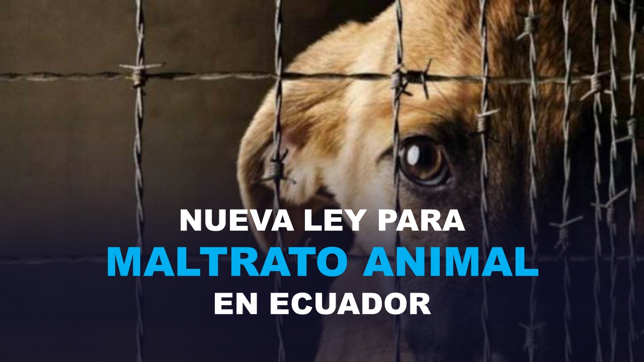 Ley para Maltrato Animal en Ecuador
